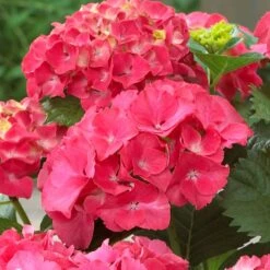 Red Sensation Hydrangea -Garden Oasis Red Sensation Hydrangea 1 FGT