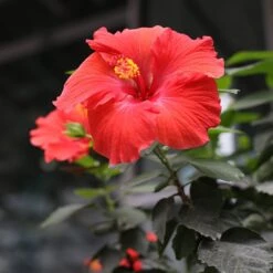 Red Tropical Hibiscus Tree -Garden Oasis Red Tropical Hibiscus Tree 3 FGT