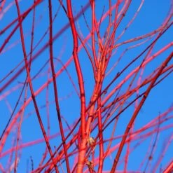 Red Twig Dogwood Shrub 10 Red Twig Dogwood Shrub -Garden Oasis Red Twig Dogwood 3 FGT