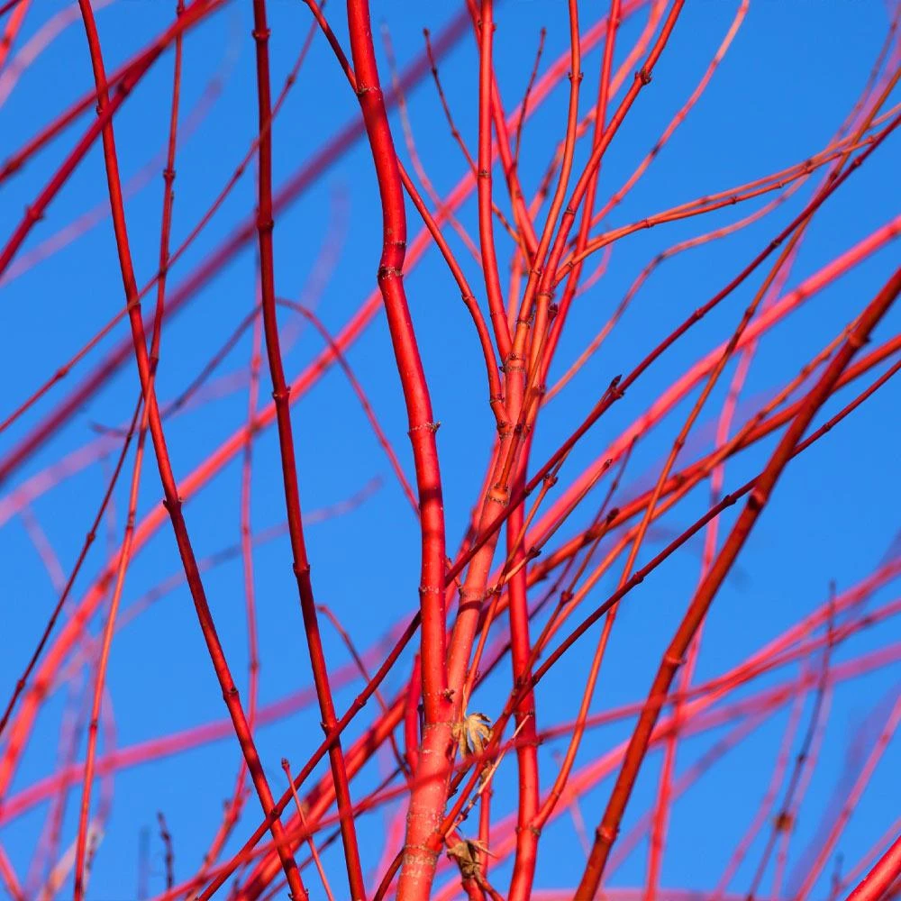 Red Twig Dogwood Shrub 4 Red Twig Dogwood Shrub - Image 4