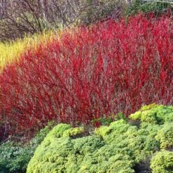 Red Twig Dogwood Shrub 9 Red Twig Dogwood Shrub -Garden Oasis Red Twig Dogwood 4