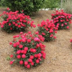 Double Knock Out® Rose 11 Double Knock Out® Rose -Garden Oasis Red knockout rose 4