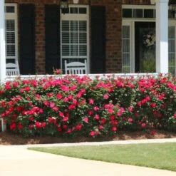 Double Knock Out® Rose 8 Double Knock Out® Rose -Garden Oasis Red knockout rose 5 FGT