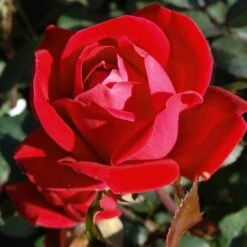 Double Knock Out® Rose 9 Double Knock Out® Rose -Garden Oasis Red knockout rose 7 FGT