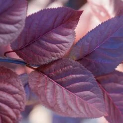 Purple Plunge Weeping Plum Tree -Garden Oasis Redbud Purple Plunge 2 b8894708 2bb9 4f3e 8d30 7b3eeb931914