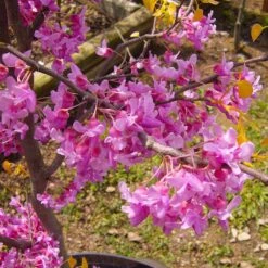 The Rising Sun™ Eastern Redbud Tree -Garden Oasis Rising Sun Redbud 6