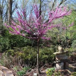 The Rising Sun™ Eastern Redbud Tree -Garden Oasis Rising Sun Redbud 7