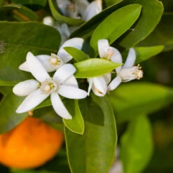 Robertson Navel Orange -Garden Oasis Robertson Navel Orange 1