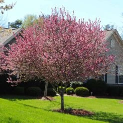 Robinson Crabapple Tree -Garden Oasis Robinson Crabapple 3 FGT