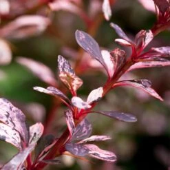 Rose Glow Barberry Shrub 6 Rose Glow Barberry Shrub -Garden Oasis Rose GLow Barberry 1 FGT