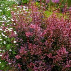 Rose Glow Barberry Shrub 7 Rose Glow Barberry Shrub -Garden Oasis Rose GLow Barberry 3 FGT