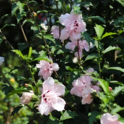 Pink Rose Of Sharon Althea Tree -Garden Oasis Rose of Sharon Althea 3 FGT