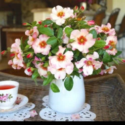 Raspberry Kiss™ Rose Tree -Garden Oasis Rosemarry Kiss Rose tree 1