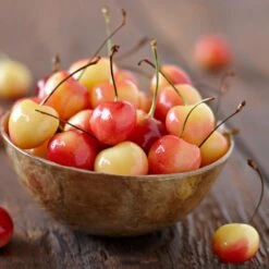 Royal Ann Cherry Tree -Garden Oasis Royal Ann CHerry Tree 1 FGT