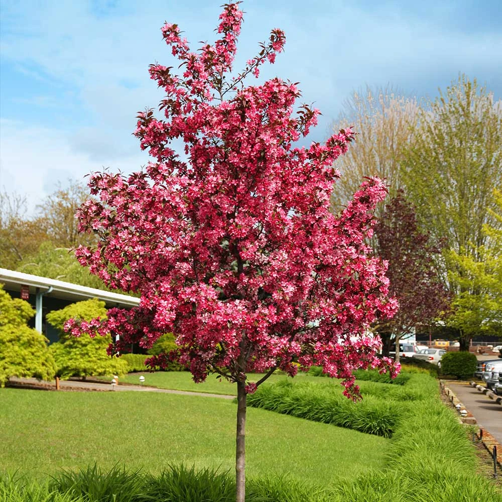 Royal Raindrops® Crabapple Tree 2 Royal Raindrops® Crabapple Tree - Image 2