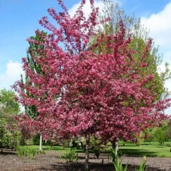 Royal Raindrops® Crabapple Tree 9 Royal Raindrops® Crabapple Tree -Garden Oasis Royal Raindrops Crabapple 2