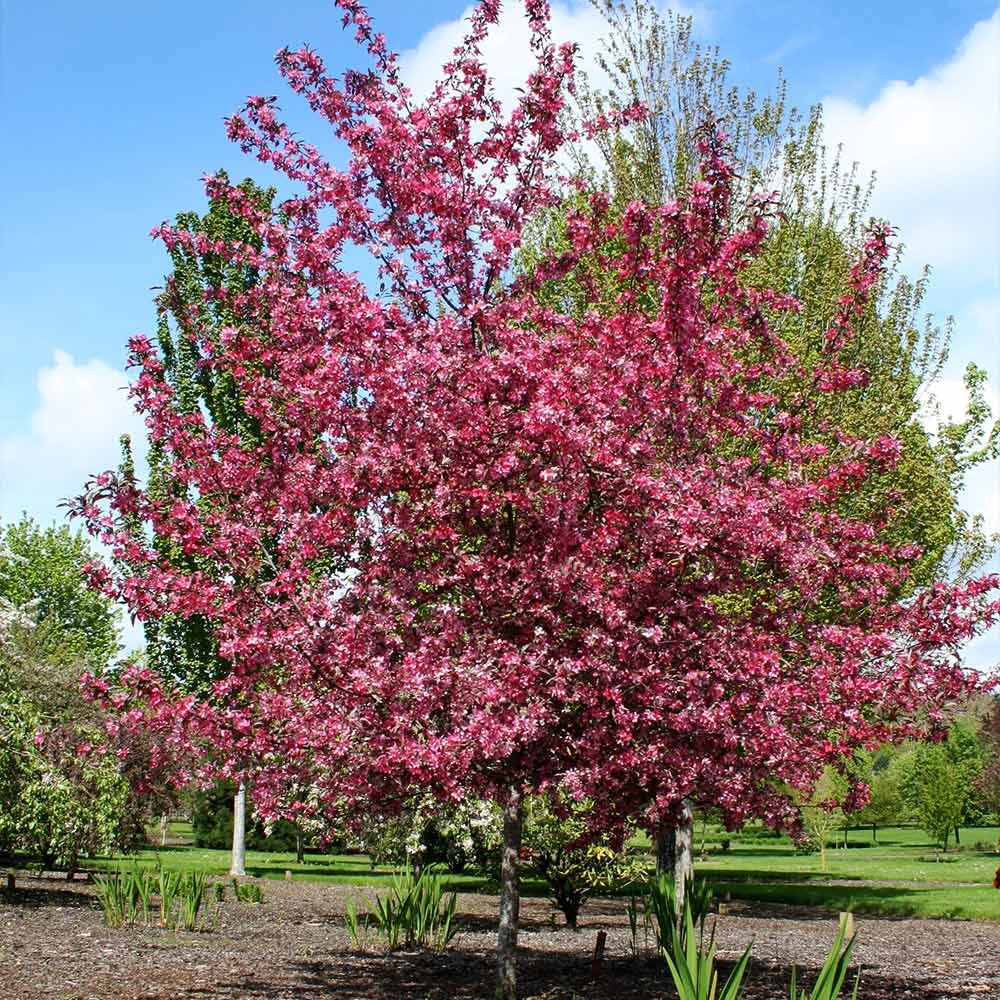 Royal Raindrops® Crabapple Tree 4 Royal Raindrops® Crabapple Tree - Image 4