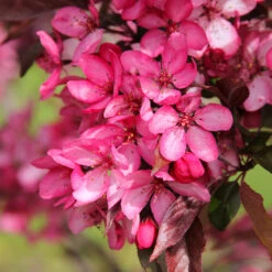 Royal Raindrops® Crabapple Tree 10 Royal Raindrops® Crabapple Tree -Garden Oasis Royal Raindrops Crabapple 3