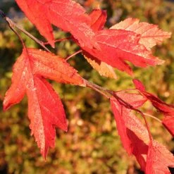 Royal Raindrops® Crabapple Tree 11 Royal Raindrops® Crabapple Tree -Garden Oasis Royal Raindrops Crabapple 4