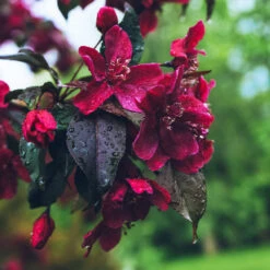 Royalty Crabapple Tree 6 Royalty Crabapple Tree -Garden Oasis Royalty Crabapple 3