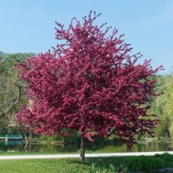 Royalty Crabapple Tree 7 Royalty Crabapple Tree -Garden Oasis Royalty Crabapple 5 BB