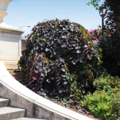 Ruby Falls Redbud Tree -Garden Oasis Ruby Falls Redbud 8