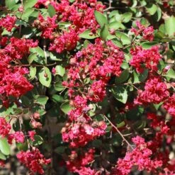 Ruby Prince™ Emerald Empire® Crape Myrtle Tree 7 Ruby Prince™ Emerald Empire® Crape Myrtle Tree -Garden Oasis Ruby Prince Crape Myrtle 1