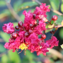 Ruby Prince™ Emerald Empire® Crape Myrtle Tree 9 Ruby Prince™ Emerald Empire® Crape Myrtle Tree -Garden Oasis Ruby Prince Crape Myrtle 3