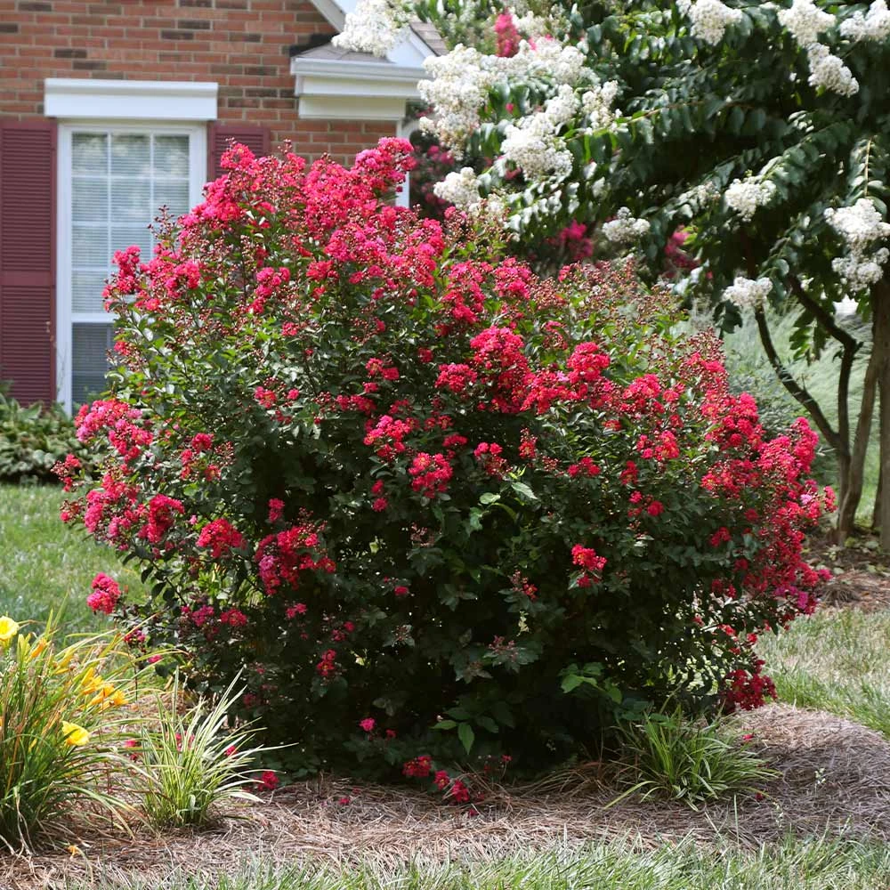 Ruby Prince™ Emerald Empire® Crape Myrtle Tree 2 Ruby Prince™ Emerald Empire® Crape Myrtle Tree - Image 2
