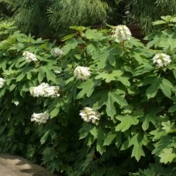 Ruby Slippers Hydrangea Shrub -Garden Oasis Ruby Slippers Hydrangea 2