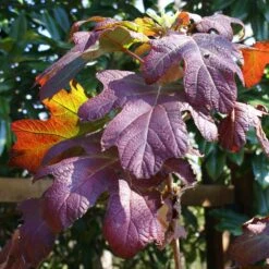 Ruby Slippers Hydrangea Shrub -Garden Oasis Ruby Slippers Hydrangea 3