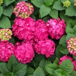 Endless Summer® Summer Crush® Hydrangea -Garden Oasis SUmmer Crush Endless SUmmer Hydrangea 11 FGT