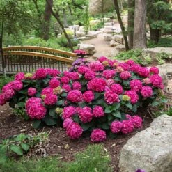 Endless Summer® Summer Crush® Hydrangea -Garden Oasis SUmmer Crush Endless SUmmer Hydrangea 3 FGYT