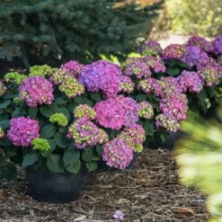 Endless Summer® Summer Crush® Hydrangea -Garden Oasis SUmmer Crush Endless SUmmer Hydrangea 9 FGT