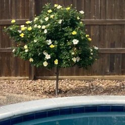 Sunny Knock Out® Rose Tree -Garden Oasis SUnny knockout Rose Tree 3