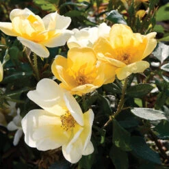 Sunny Knock Out® Rose Tree -Garden Oasis SUnny knockout Rose Tree 4 FGT