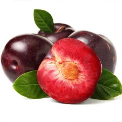 Satsuma Plum Tree -Garden Oasis Satsuma Plum 2