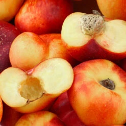 Donut Saturn Peach Tree 9 Donut Saturn Peach Tree -Garden Oasis Saturn Peach Tree 1 c5562afa 6180 4bc9 93b7 f9f53b5d2cd0