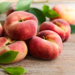 Donut Saturn Peach Tree 10 Donut Saturn Peach Tree -Garden Oasis Saturn Peach Tree 3