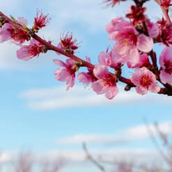 Donut Saturn Peach Tree 11 Donut Saturn Peach Tree -Garden Oasis Saturn Peach Tree 4 19c82b04 5fc8 4f38 9ffb 3e59ae0ee35b