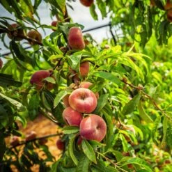 Saturn Peach Tree -Garden Oasis Saturn Peach Tree 5