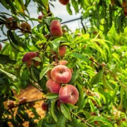 Donut Saturn Peach Tree 12 Donut Saturn Peach Tree -Garden Oasis Saturn Peach Tree 5 21ea4320 798c 41bd 932e b7297febbf6c