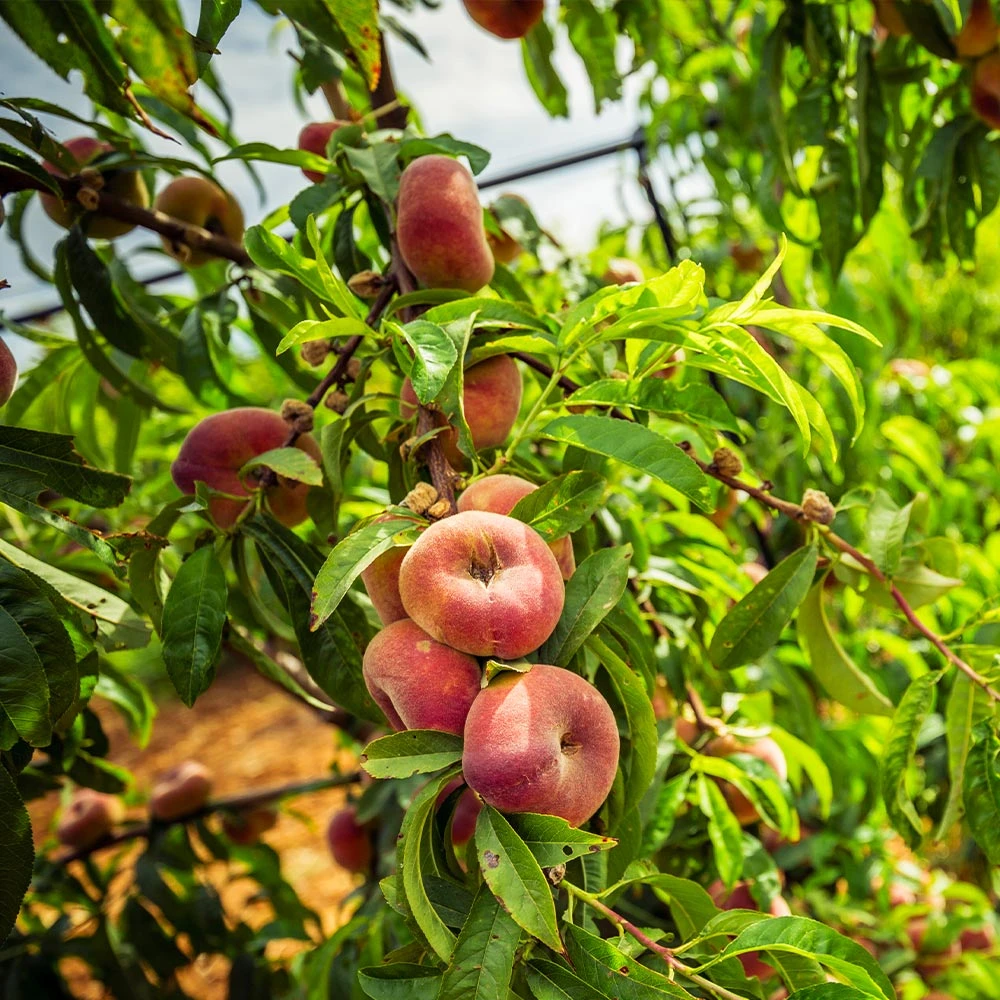 Donut Saturn Peach Tree 6 Donut Saturn Peach Tree - Image 6