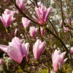 Saucer Magnolia Tree -Garden Oasis Saucer Magnolia 2 FGT