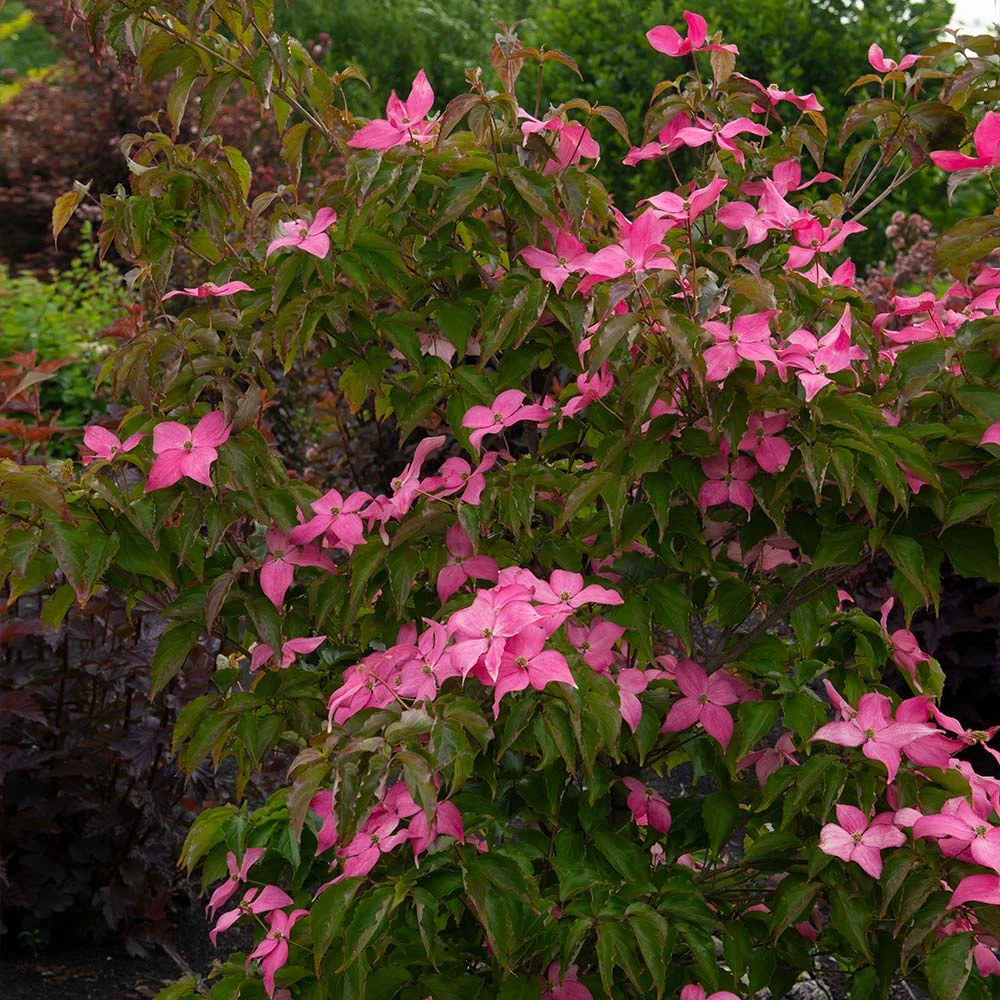 Scarlet Fire® Dogwood Tree 3 Scarlet Fire® Dogwood Tree - Image 3