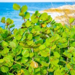 Sea Grape Bush -Garden Oasis Sea Gape 1