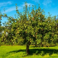 Seckel Pear Tree 7 Seckel Pear Tree -Garden Oasis Seckel Pear 1