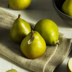 Seckel Pear Tree 8 Seckel Pear Tree -Garden Oasis Seckel Pear 5