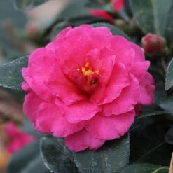 Camellia 'Shi-Shi Gashira' Shrub -Garden Oasis ShiSHi Gashira Camellia 3 FGT