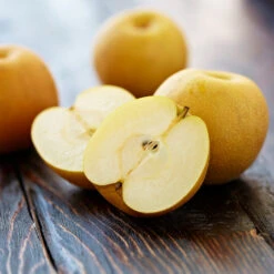 Shinseiki Asian Pear Tree 7 Shinseiki Asian Pear Tree -Garden Oasis Shinseiki Asian Pear 5 FGT 5a5b3a9a ba1b 4c34 ab3a 649876b9efb2